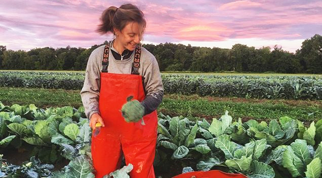 Devon Gingrich harvesting leafy green vegetables