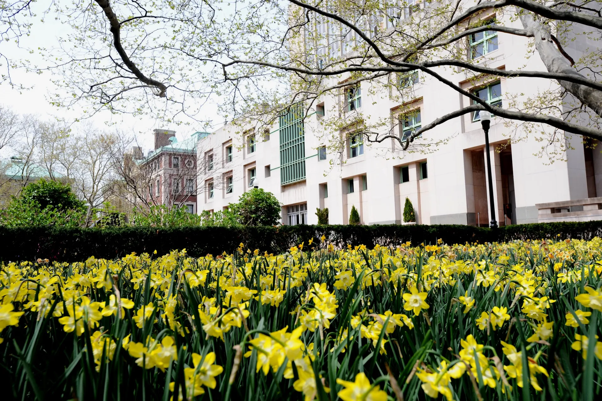 daffodils
