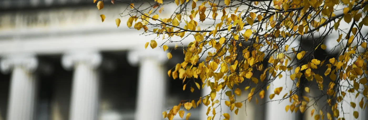 Yellow tree branches in the foreground with Low Library at Columbia University in the background.